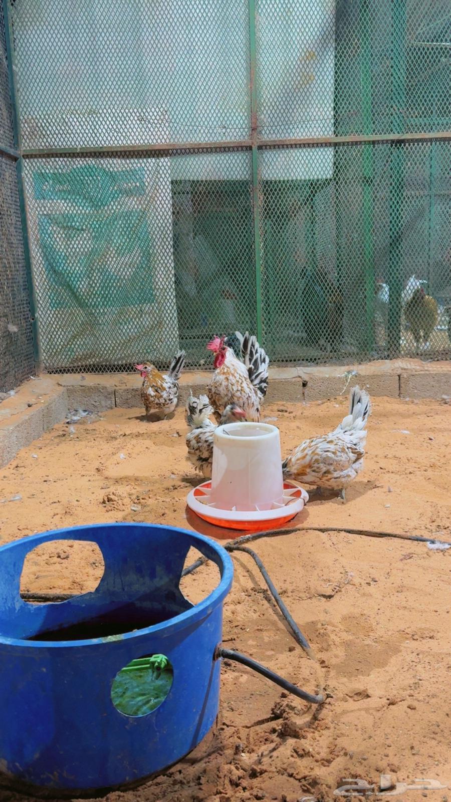 طقم كويتي حباحب ماكنتوش63470110328451112