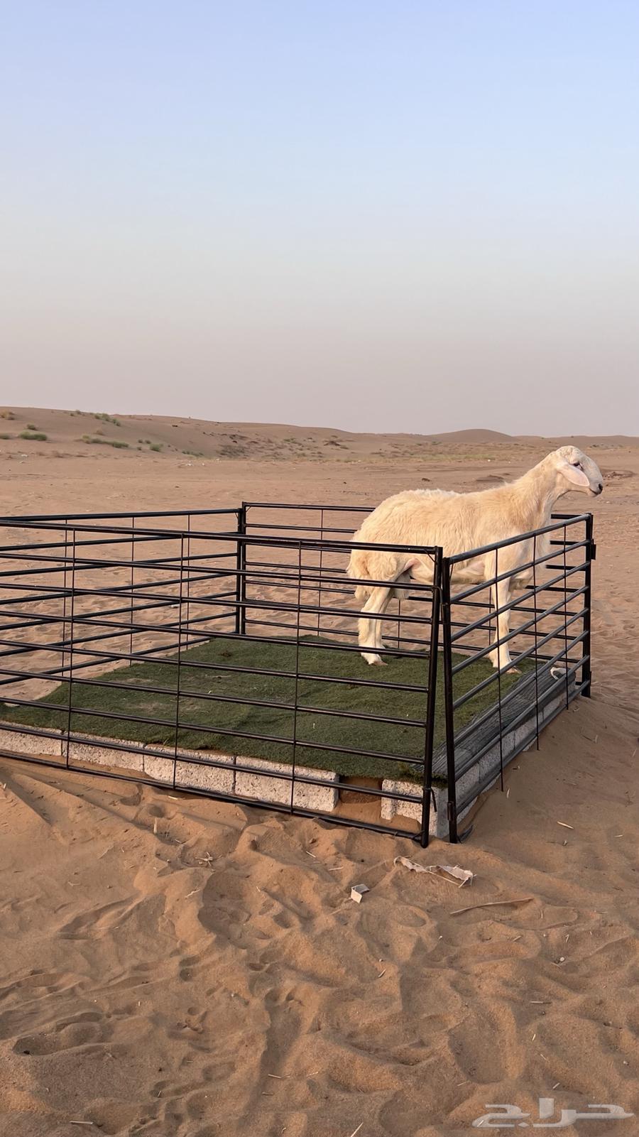 مشروع فحل رقم 2 صنف تم البيع63076536808707116