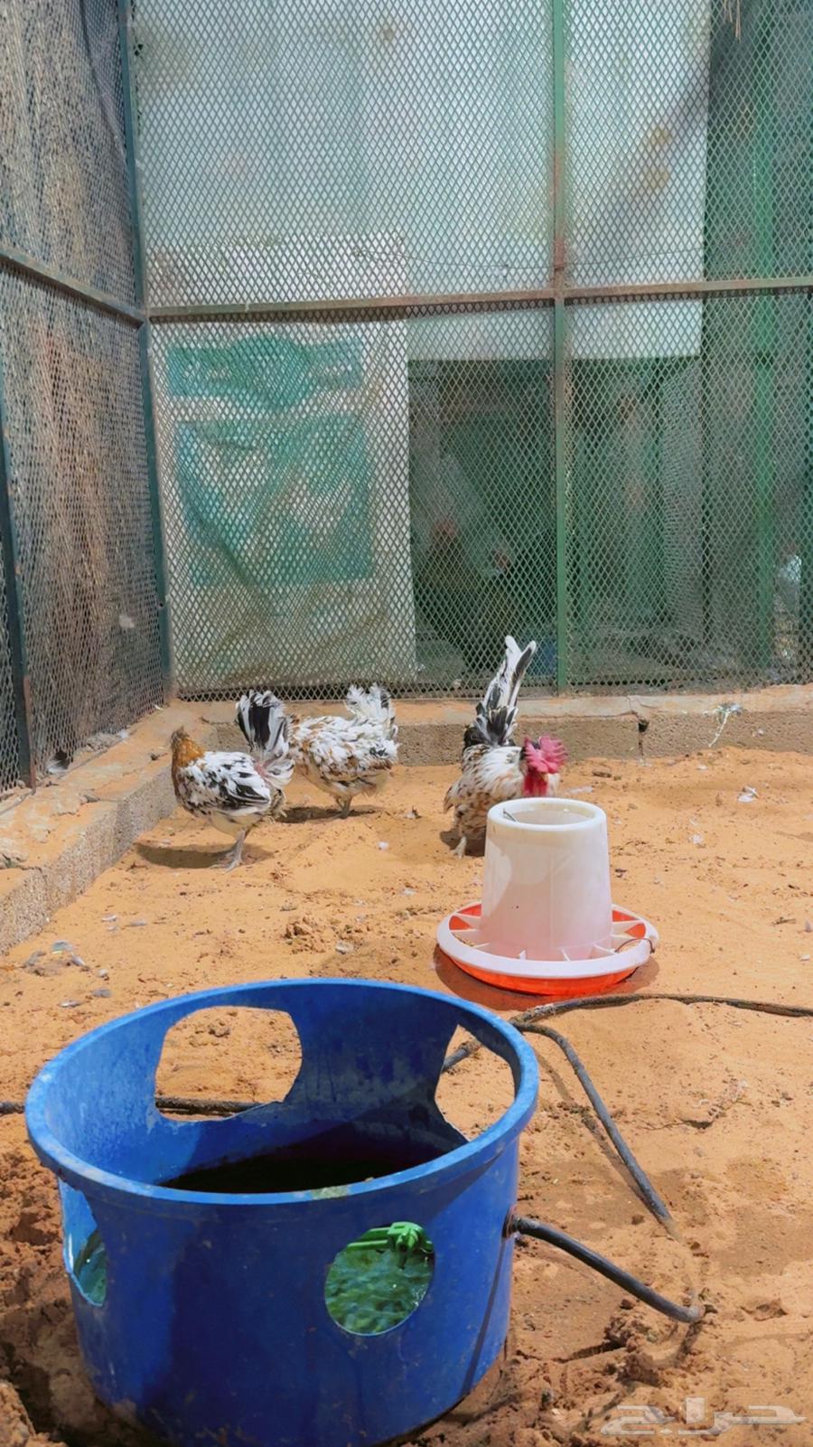 طقم كويتي حباحب ماكنتوش63470110328451111