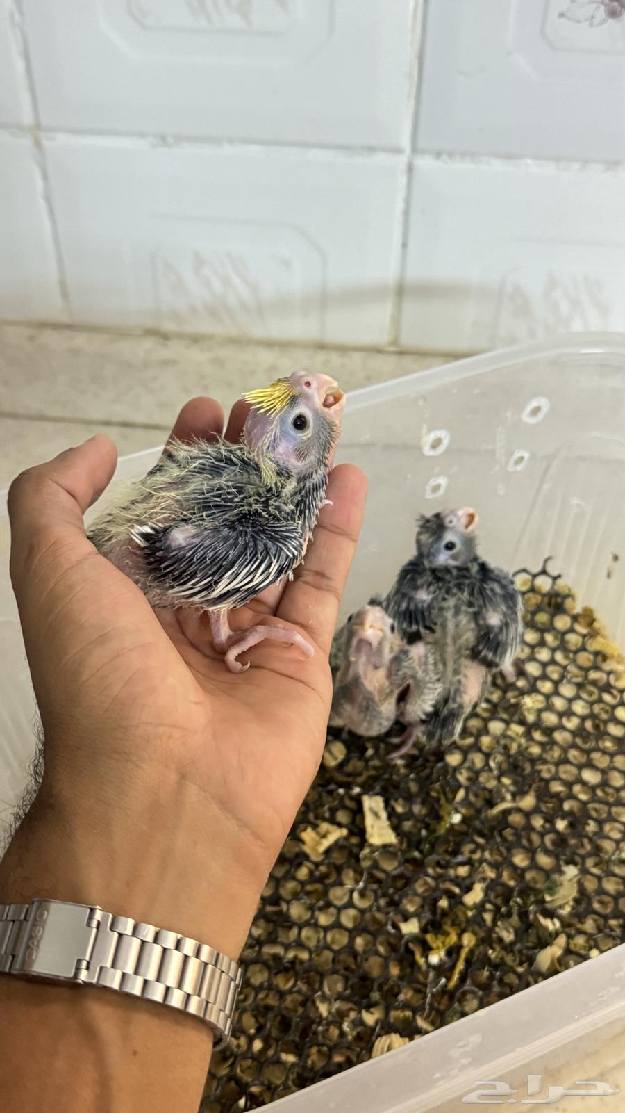 فروخ كروان نورمل630773338696991121