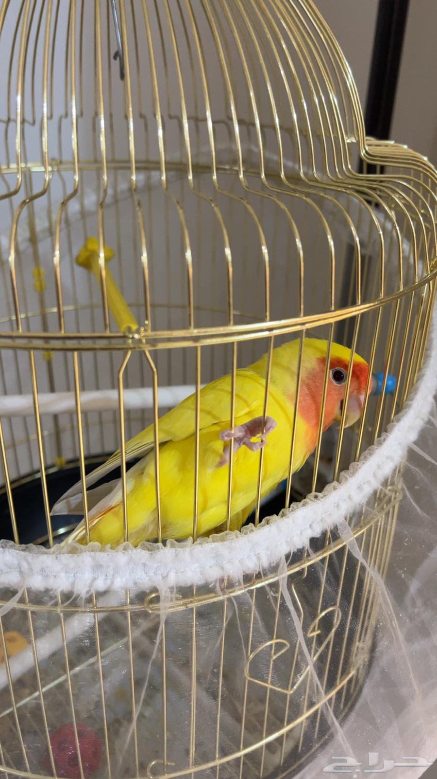 للبيع طائر روز63470112658562111