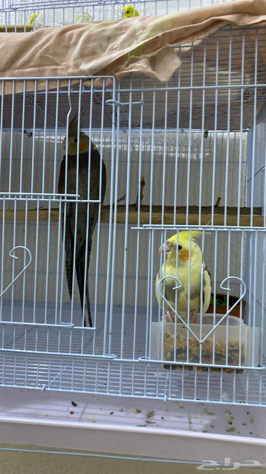 للبيع اثنين كروان ذكور63076551271169112