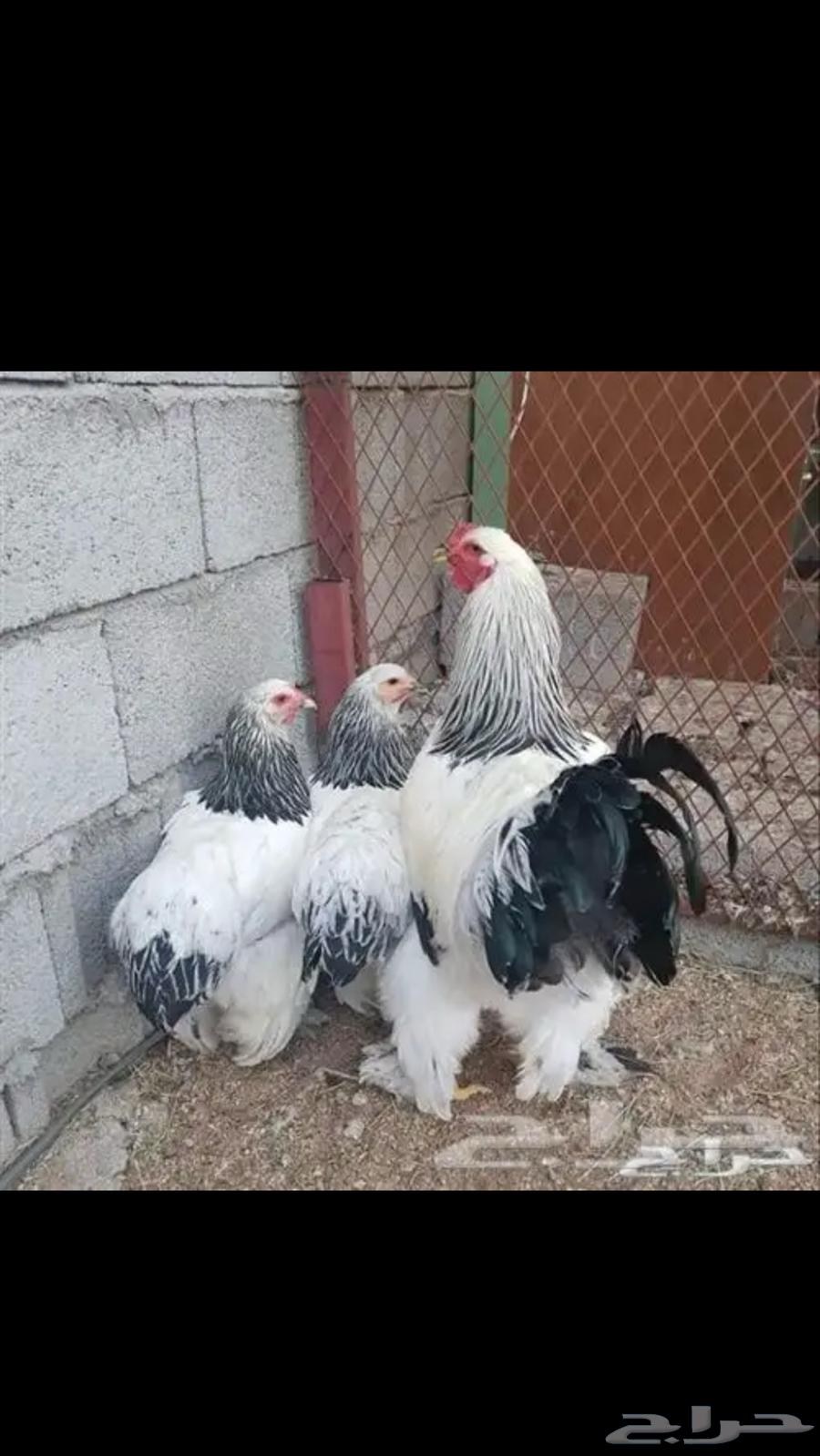طبق بيض براهما630122014206731121