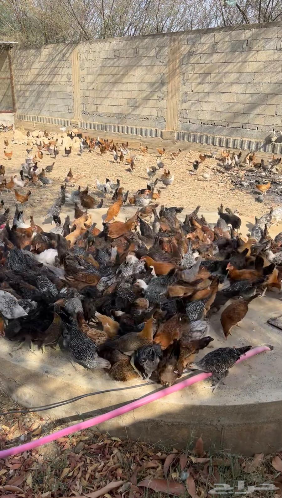 Enriched local chicken63077774936707112