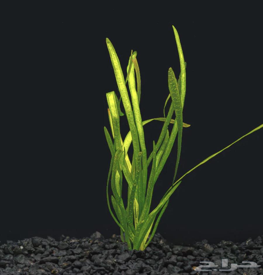 Aquatic plant for fish tanks63076933018243111