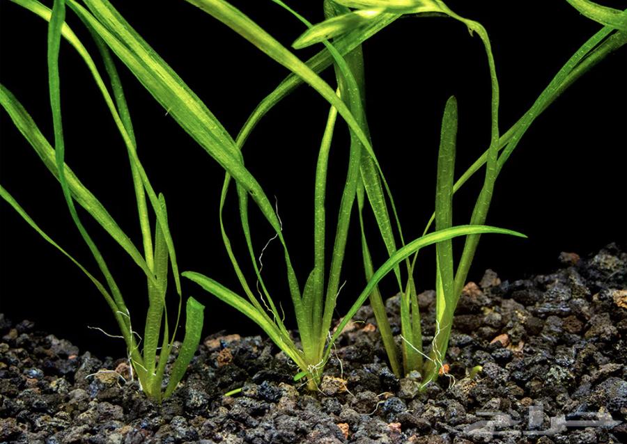 Aquatic plant for fish tanks63076933018243116