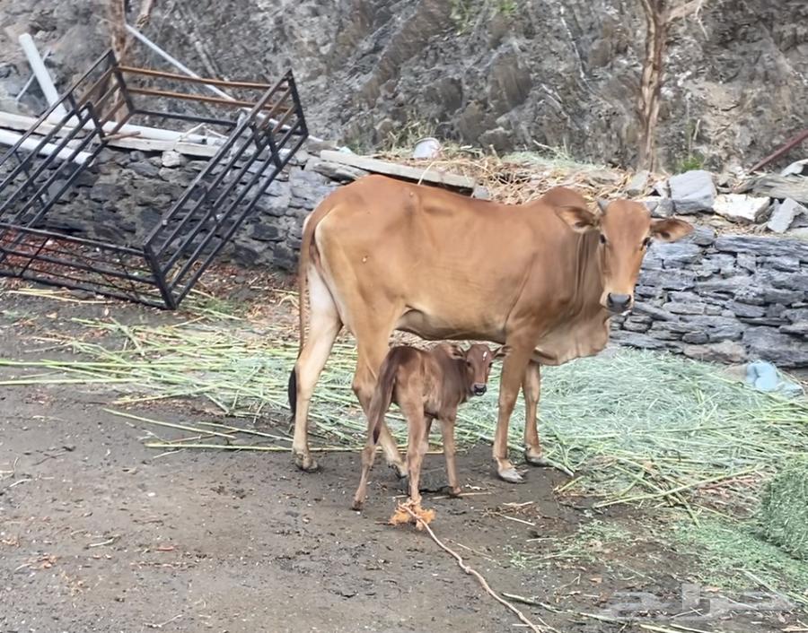 Cows are conditional on anything.63078568141826116