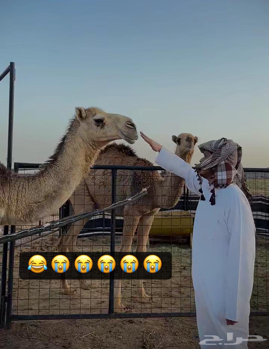 ابل للبيع63077353863425112
