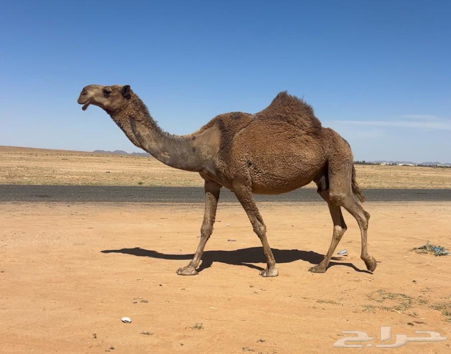 خلفه شعلا63078178444930111