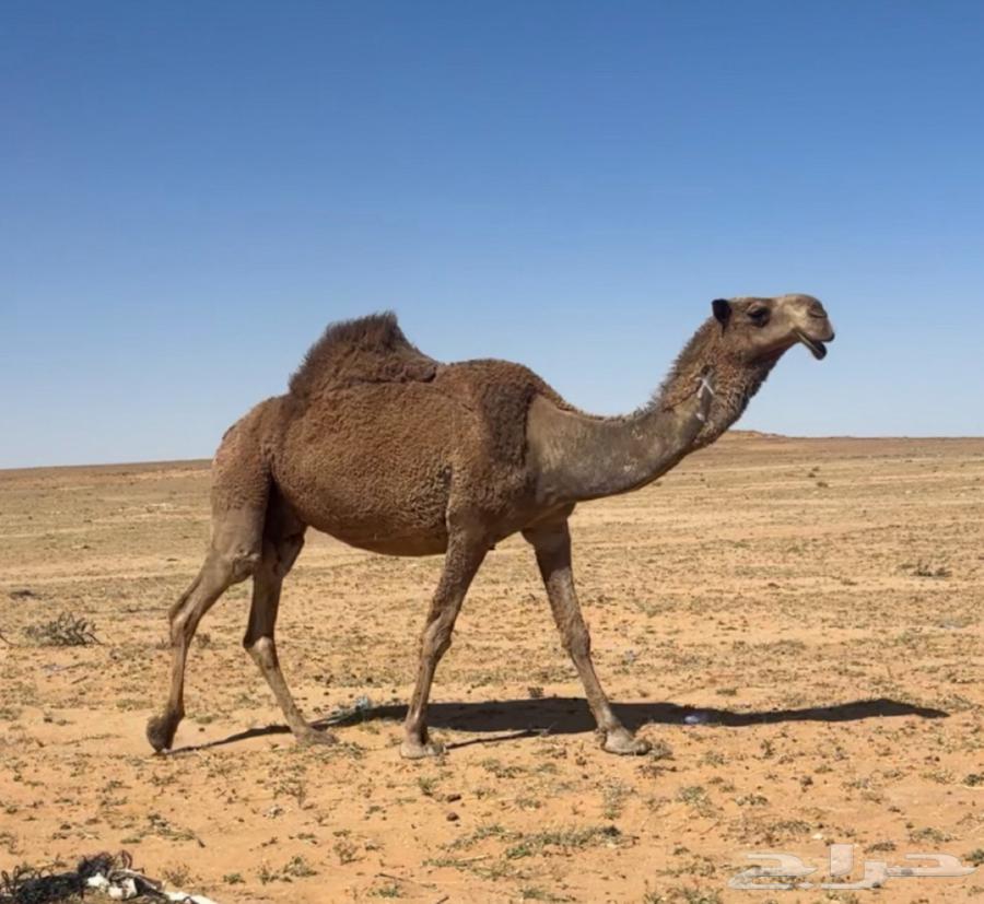 خلفه شعلا63078178444930112