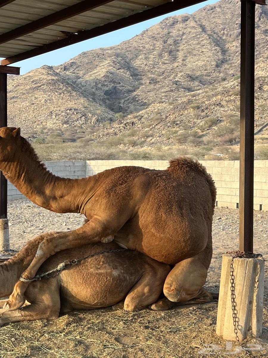بعير فاخر احمر لأهل النظر63225450549121112