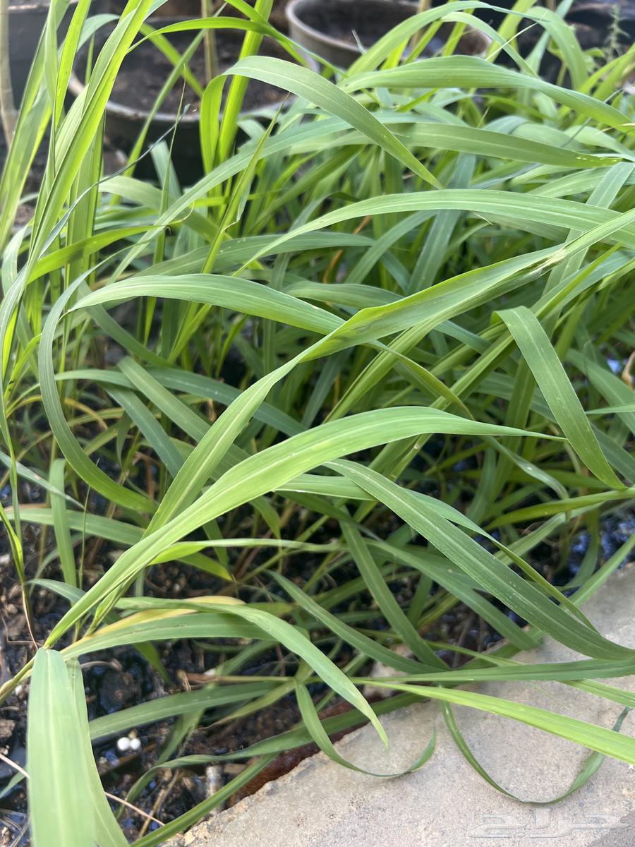 Pancam seedlings63077764560641111