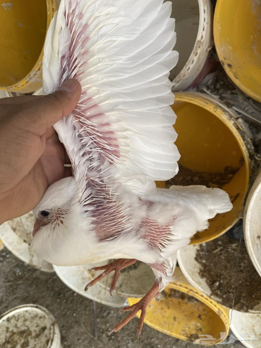 Jumbo Hamam Sale63077779934338111