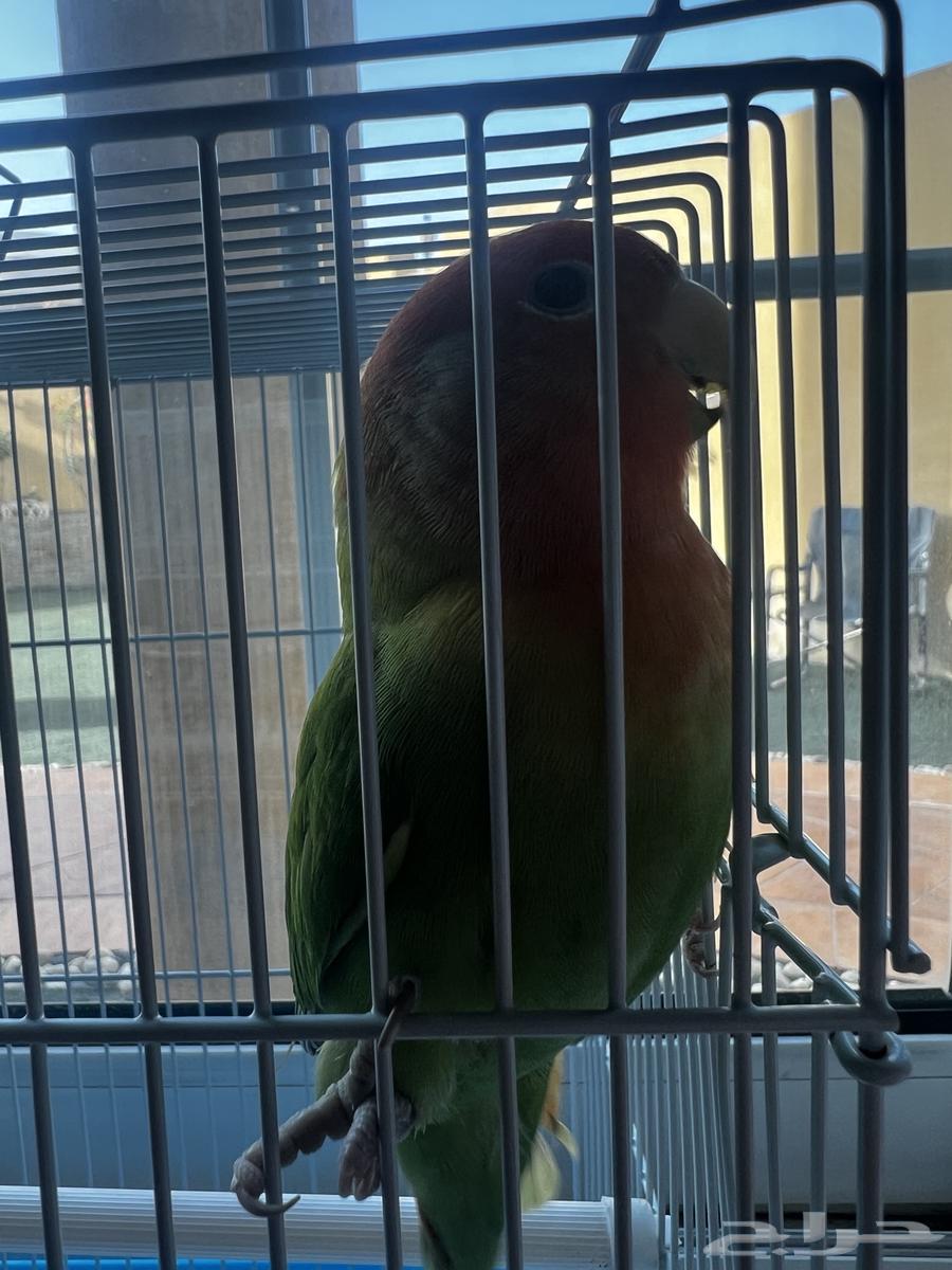 For sale63077764288258113