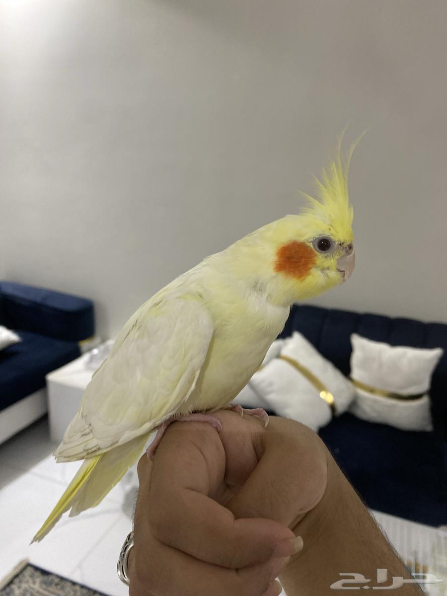 Crowan63076532350593112