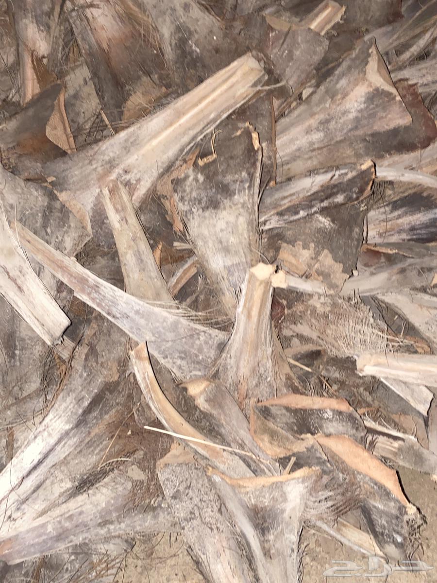 Date palm fronds for sale by the bag63077364685059112
