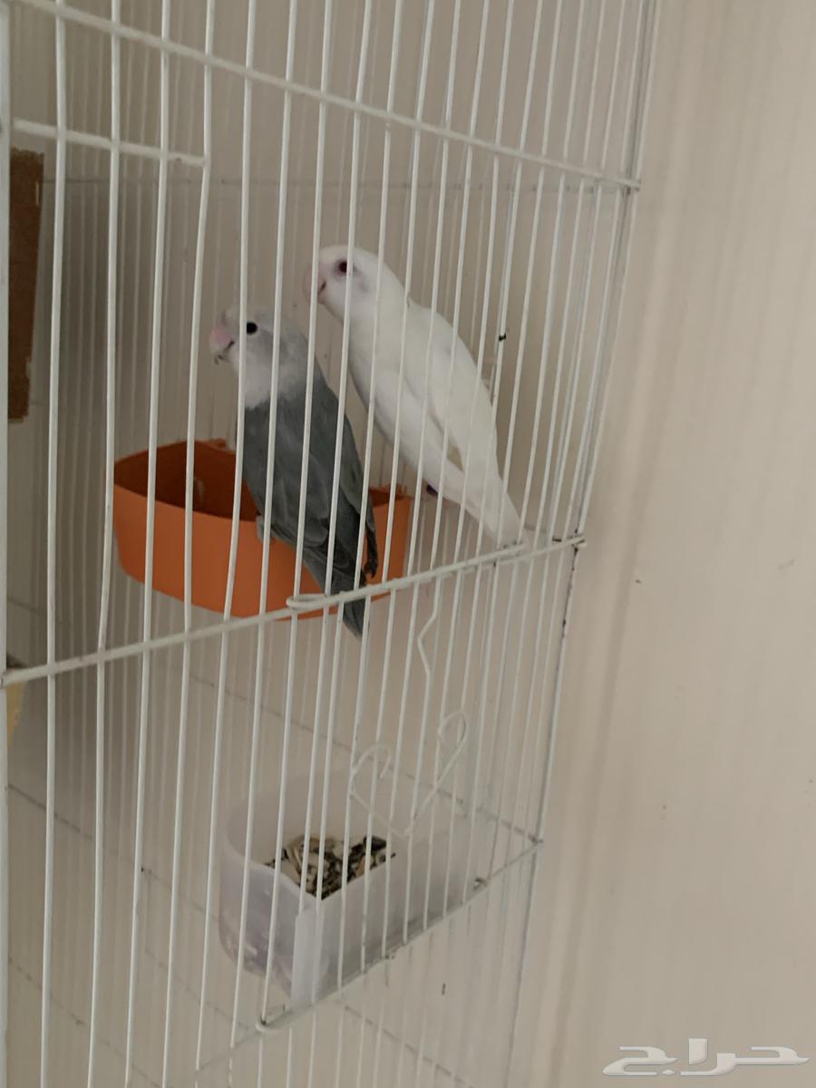 طيور زينه63075781689475111