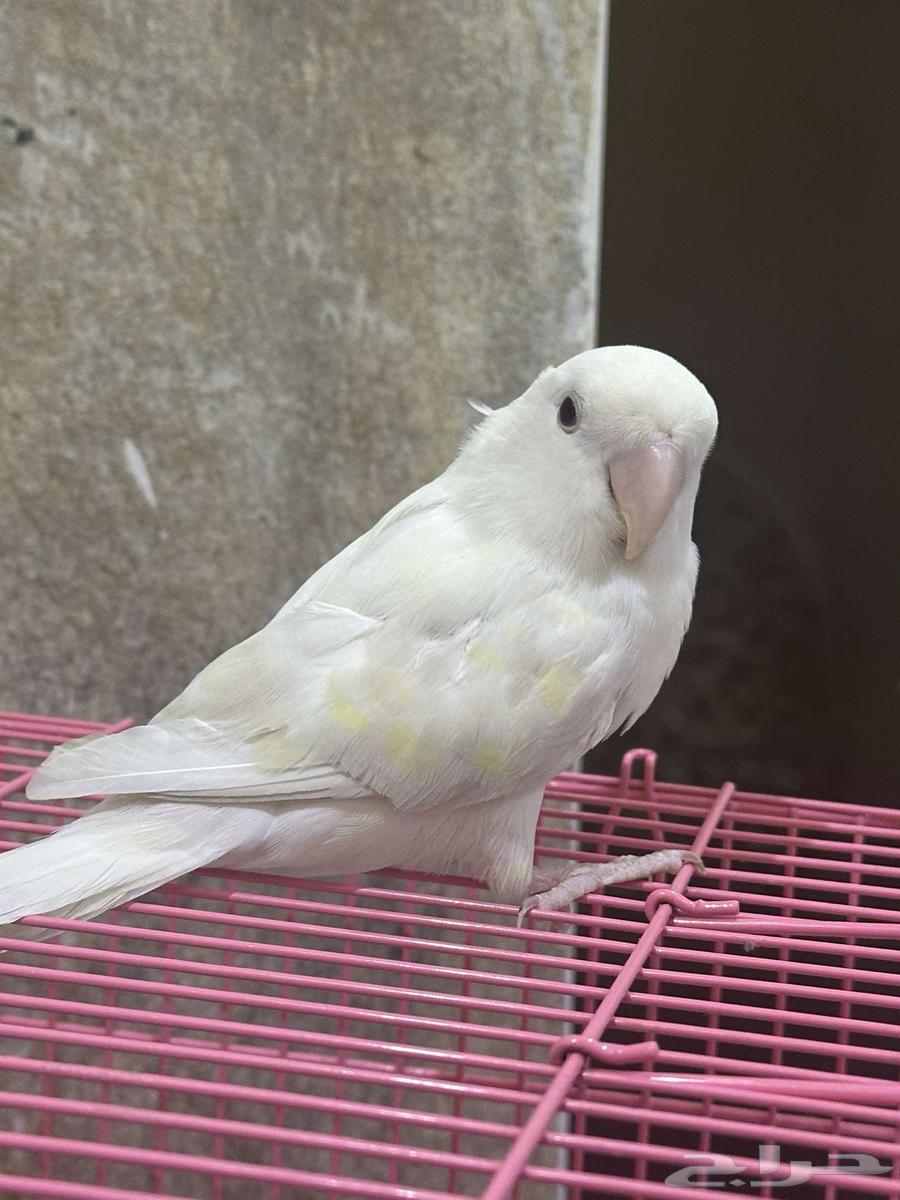 روز63078988093955112