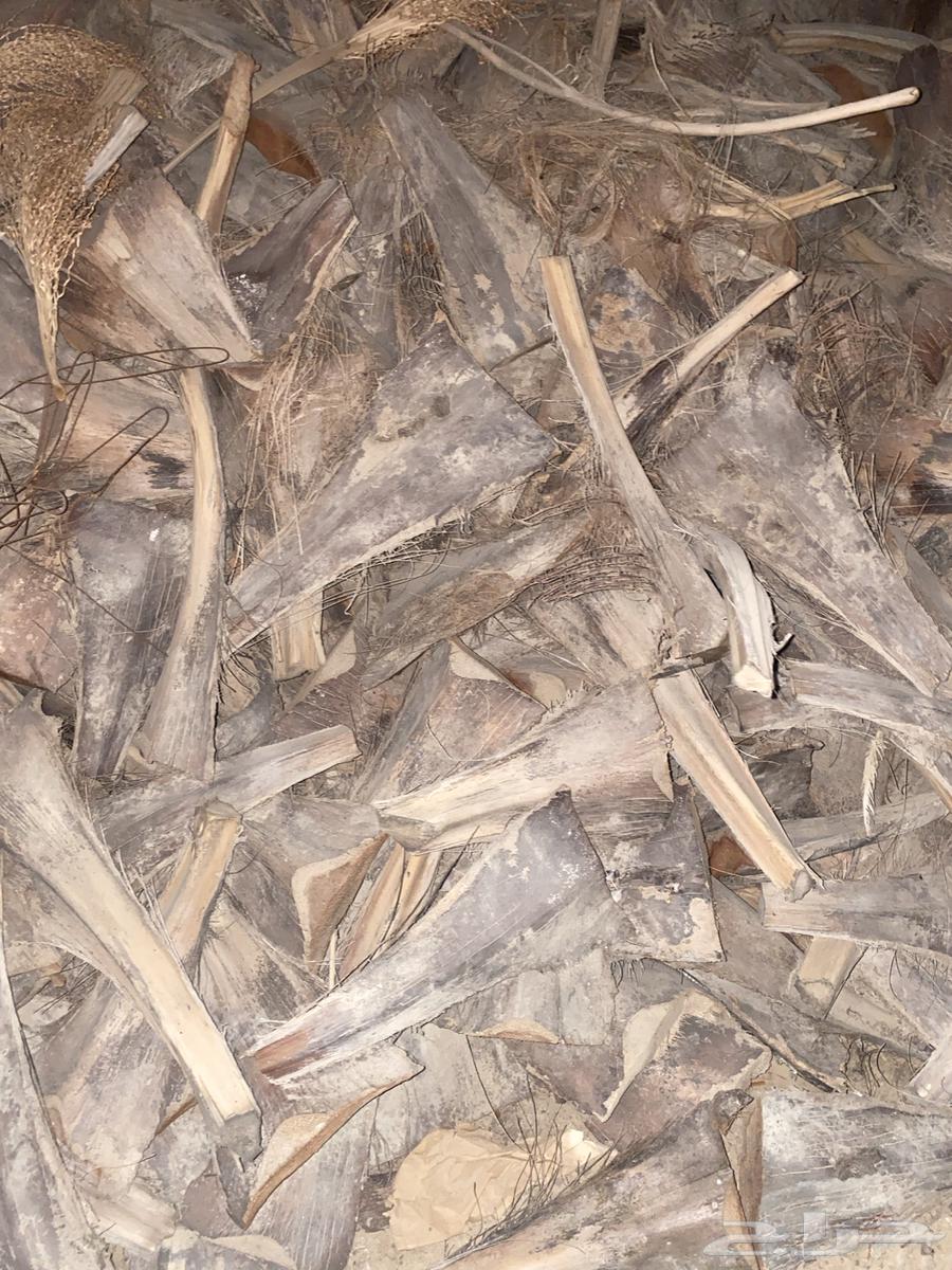 Date palm fronds for sale by the bag63077364685059110