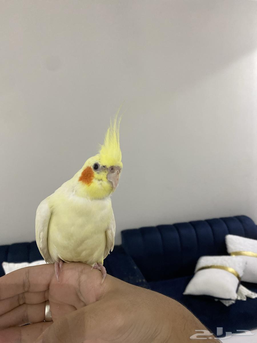 Crowan63076532350593111