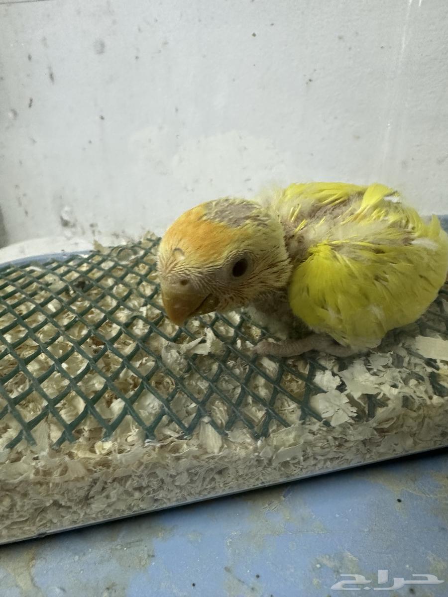 فرخ روز اورنج اوبلاين تم البيع63078173674243110