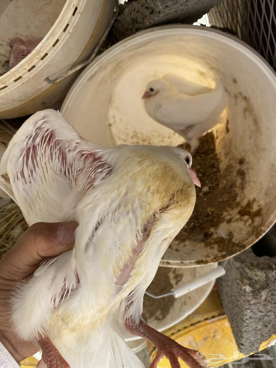Jumbo Hamam Sale63077779934338113