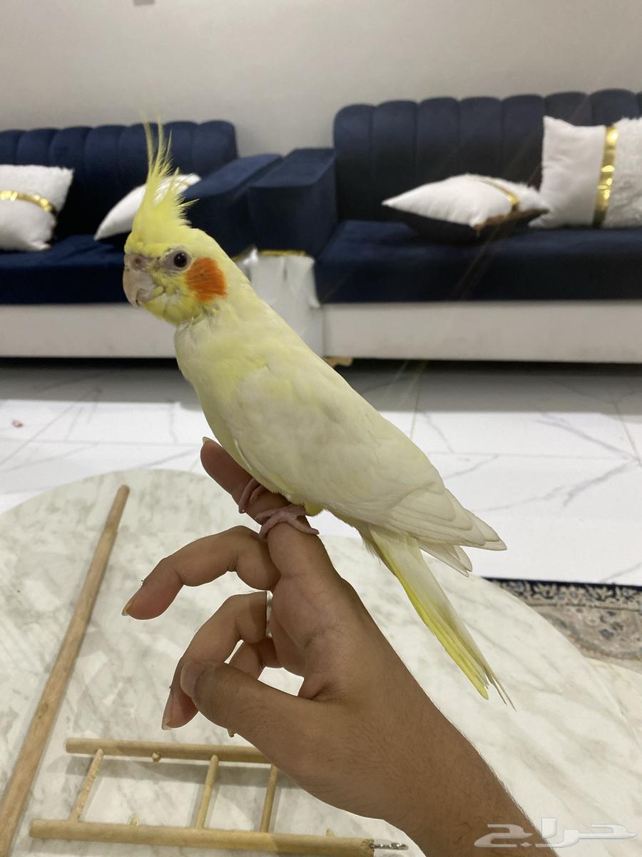Crowan630765323505931129