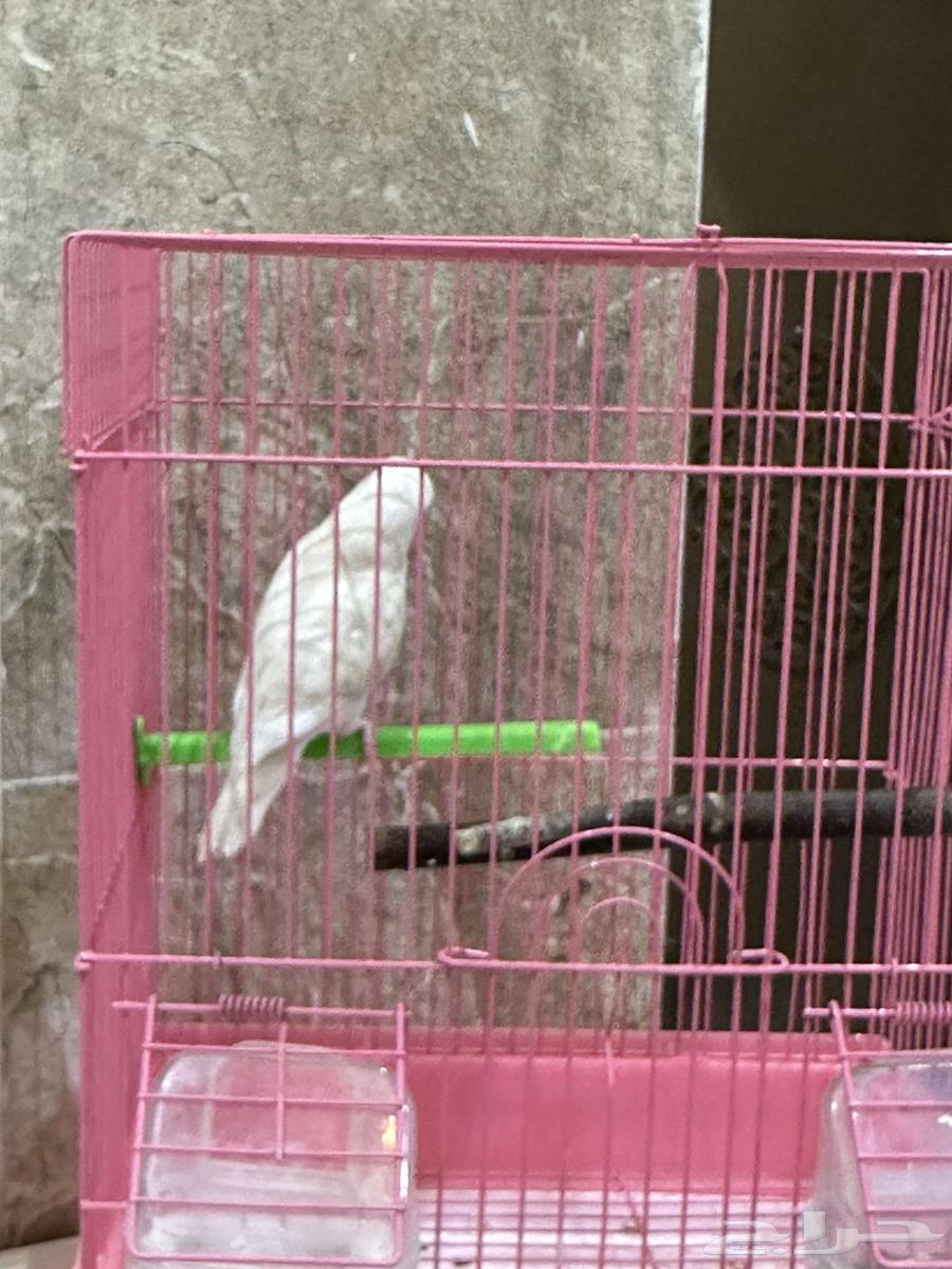 روز63078988093955113