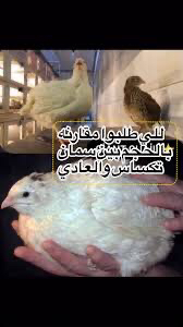 اطقم سمان تكساس63079420861315115