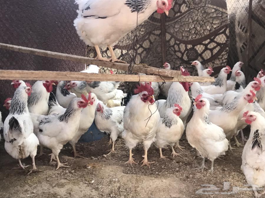 صوص دجاج فرنسي كولمبي63076532316419111