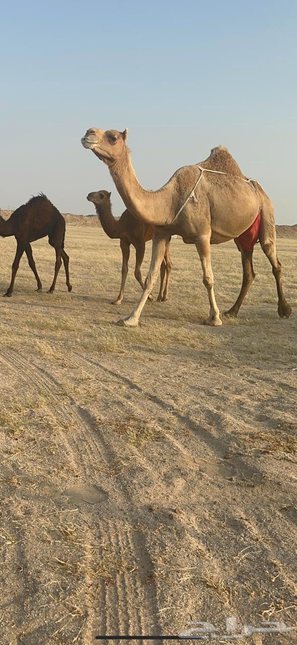 خلفة ساحلية جرم وديس منيحة فل حليب تحتها بكره63078572971266111