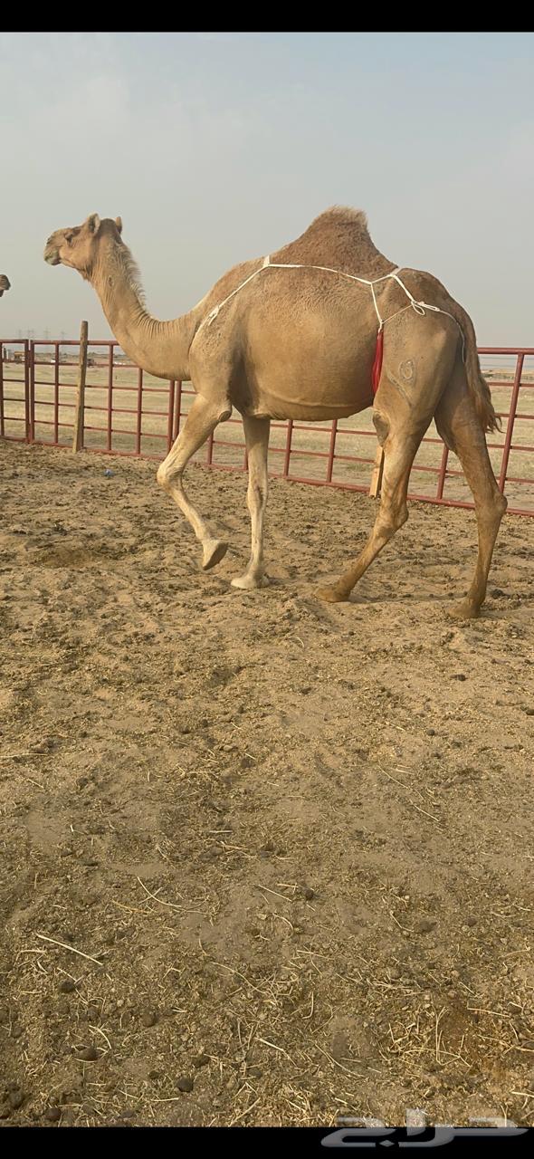 خلفة ساحلية جرم وديس منيحة فل حليب تحتها بكره63078572971266113