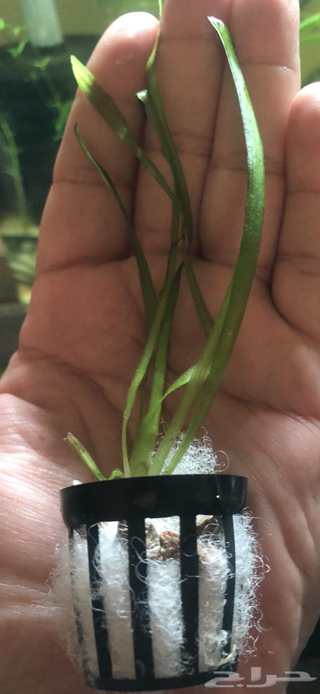 Aquatic plant for fish tanks63076933018243112