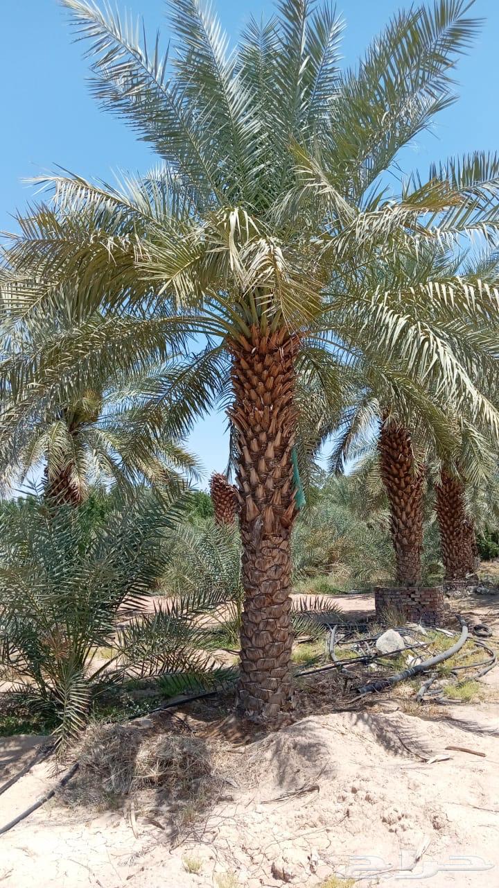 Mecca Al-Shamsi Date Palm 3 Meters More than 200 Palms63075781027587112