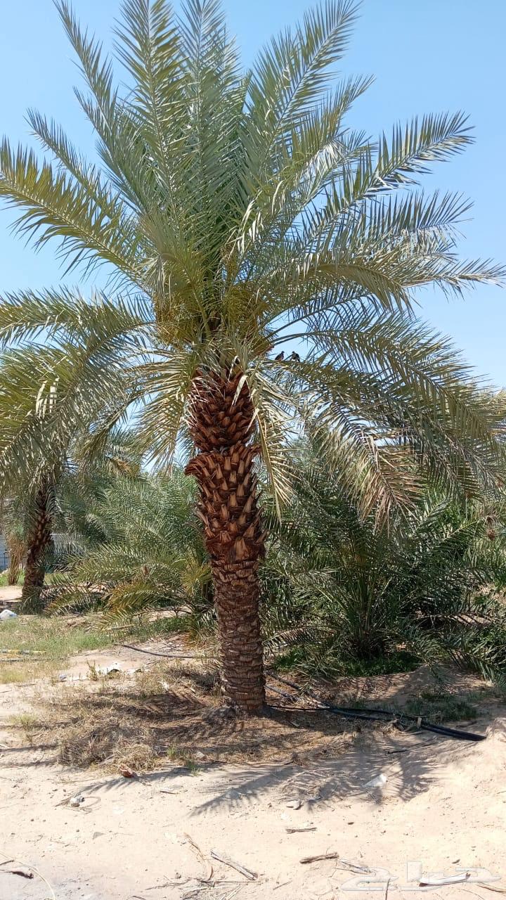 Mecca Al-Shamsi Date Palm 3 Meters More than 200 Palms63075781027587111