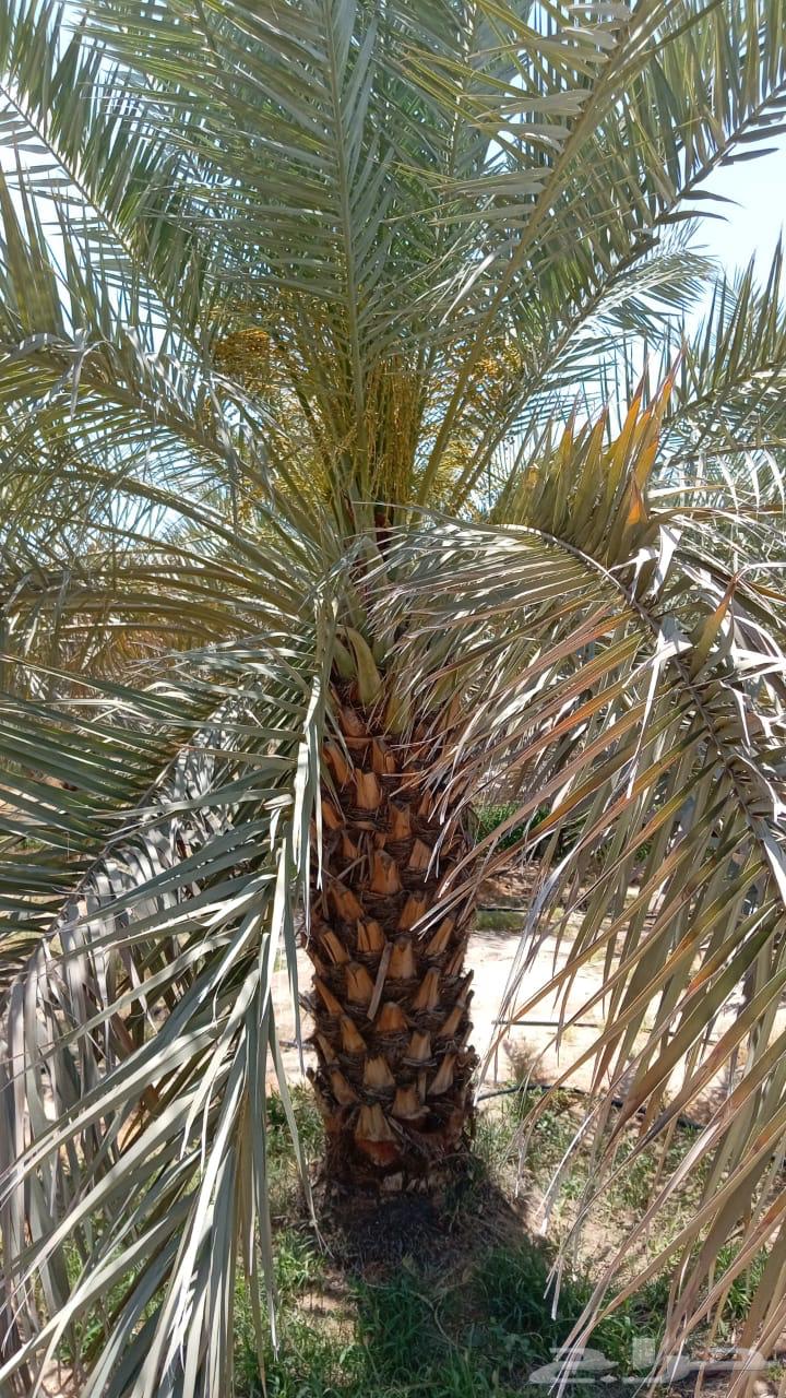 Mecca Al-Shamsi Date Palm 3 Meters More than 200 Palms63075781027587114