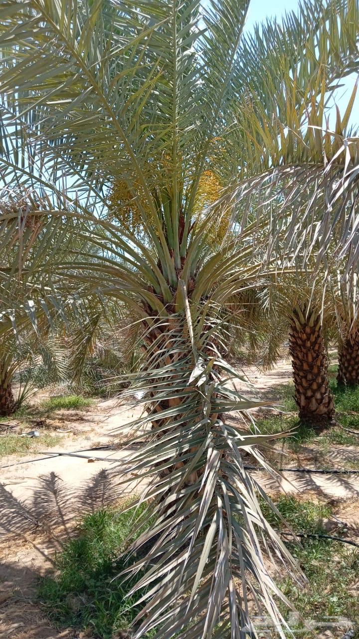 Mecca Al-Shamsi Date Palm 3 Meters More than 200 Palms63075781027587113