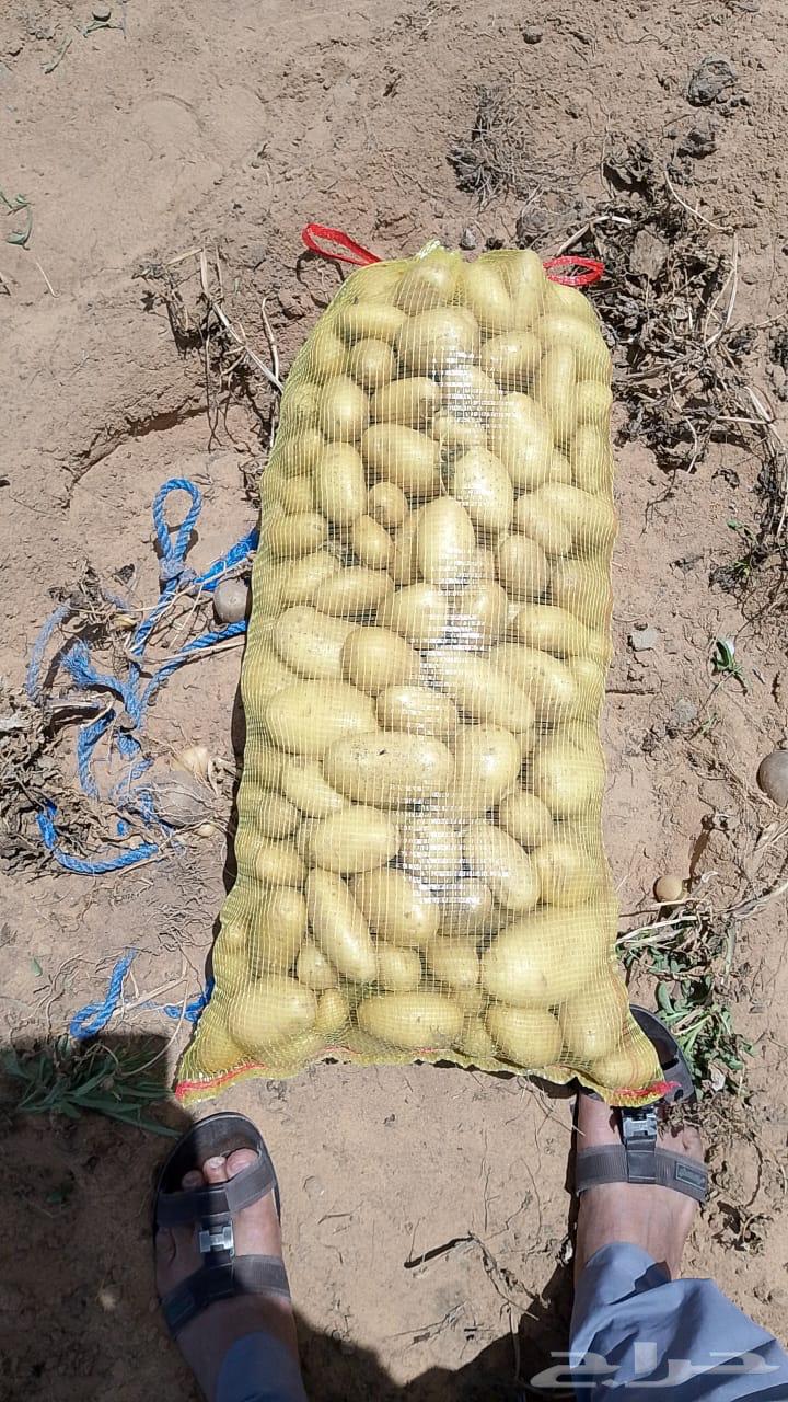 بذور بطاطس سبونتا جيل ثاني ولد الهولندي 83طن630785627866911115