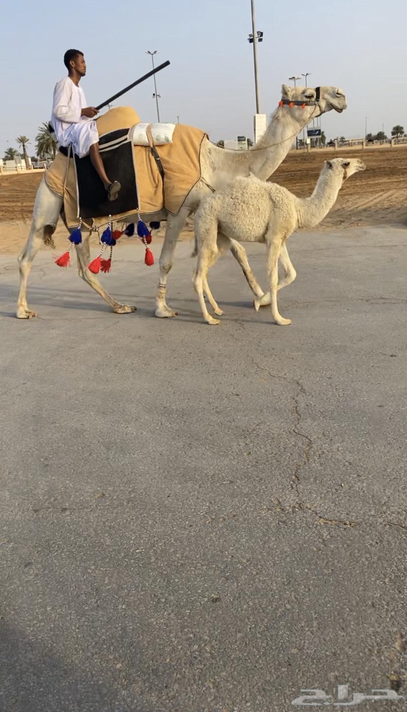للبيع رحول وضحا خلفه (تم البيع)63077349207043112