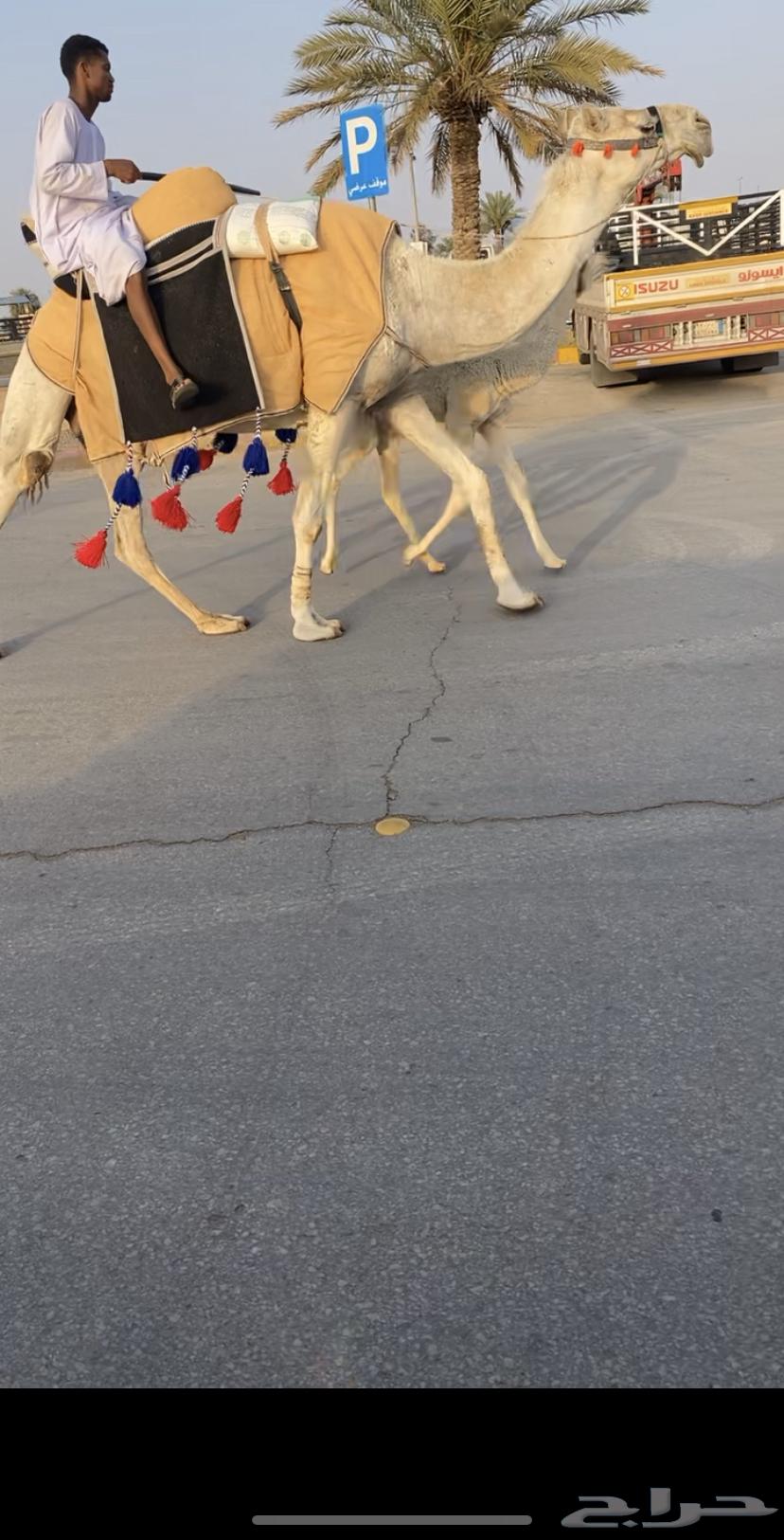 للبيع رحول وضحا خلفه (تم البيع)63077349207043111