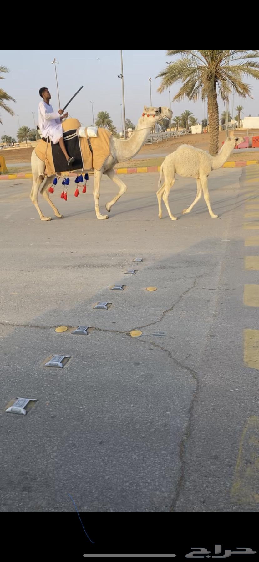للبيع رحول وضحا خلفه (تم البيع)63077349207043111