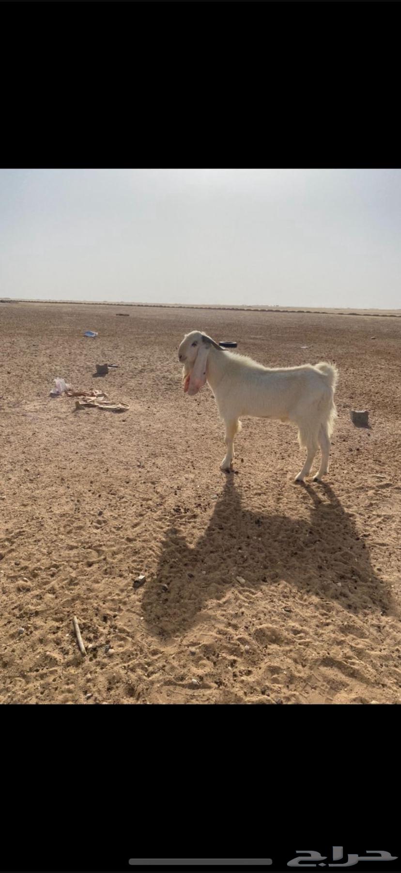 تيس ثني للبيع طيب وامه طيبه وابوه ابرص ابيض طول وقرن63076947474307111