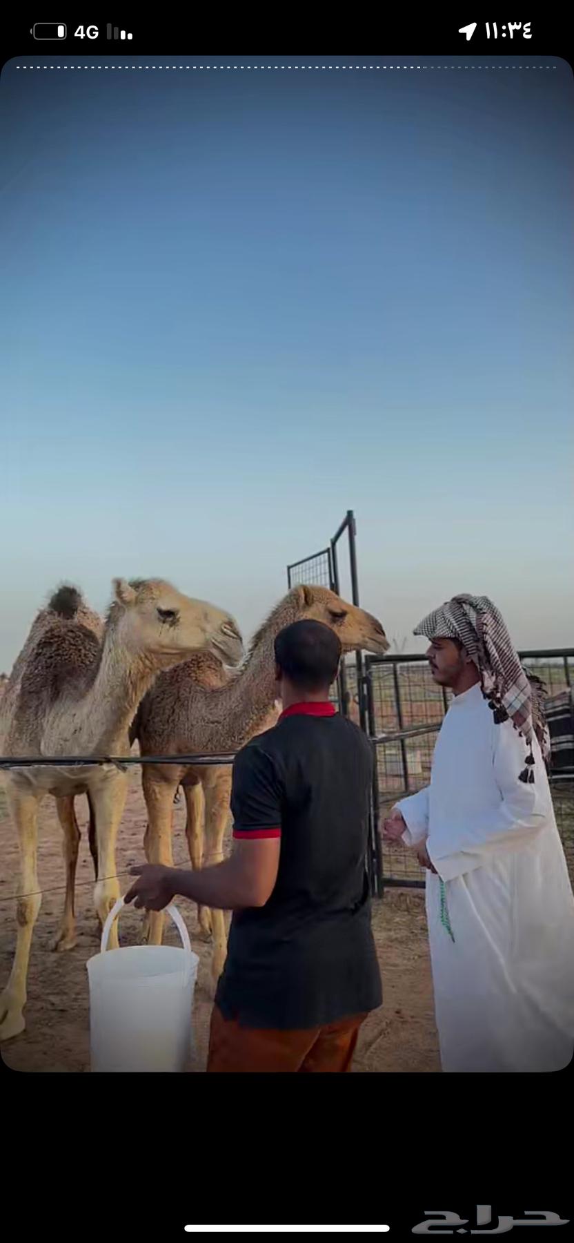 ابل للبيع630773538634251111