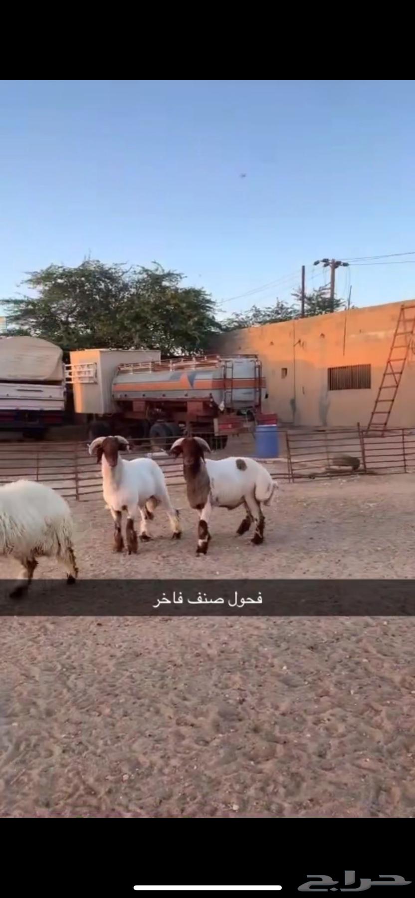 فحول صنف للبيع جملة وتفريد عدد 28 راس63075797208323117