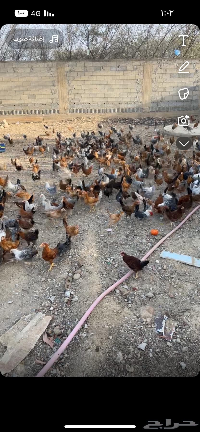 دجاج بلد مخصب63077774936707111