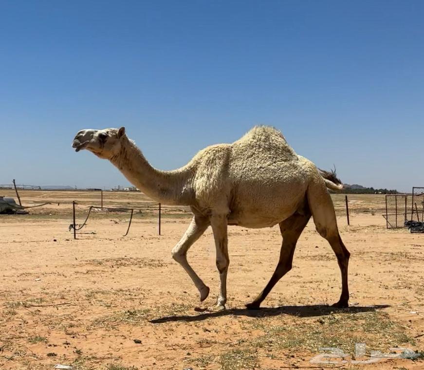 لقحه طيبه63078183777922112