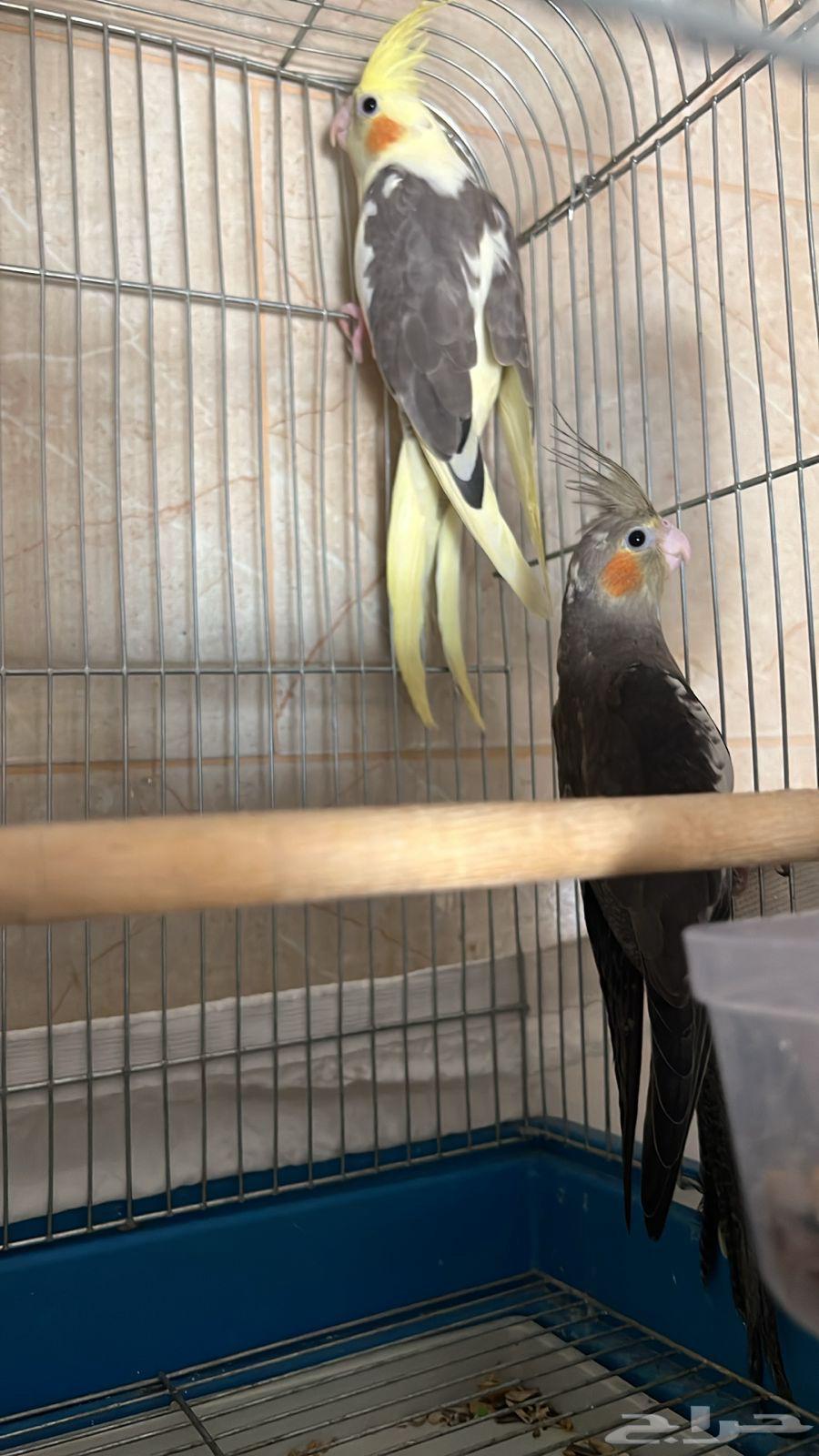 للبيع اثنين كروان ذكور63076551271169111
