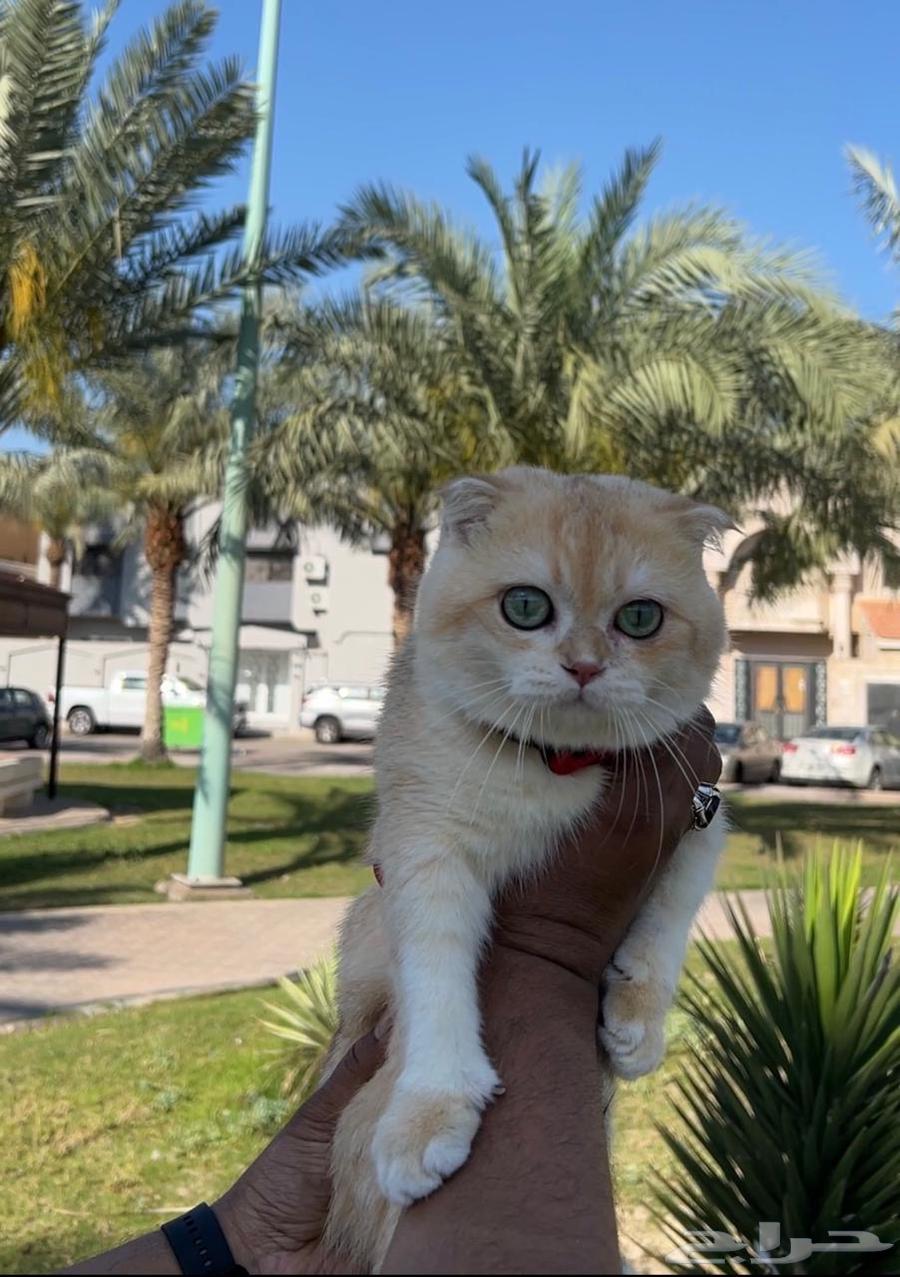 Cat for mating, Triple Fold Gold at a reasonable price for everyone, and the production is luxurious.63078183426562112