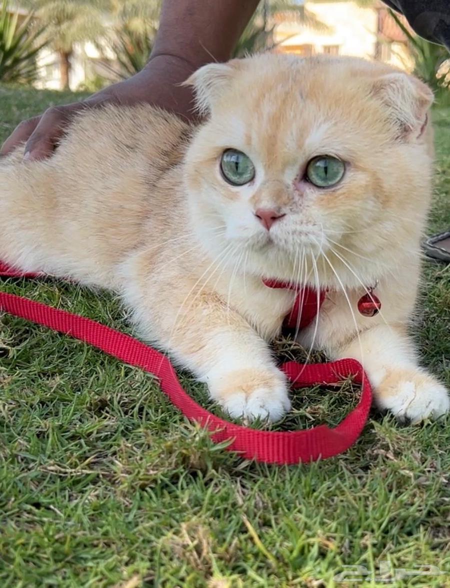 Cat for mating, Triple Fold Gold at a reasonable price for everyone, and the production is luxurious.63078183426562112