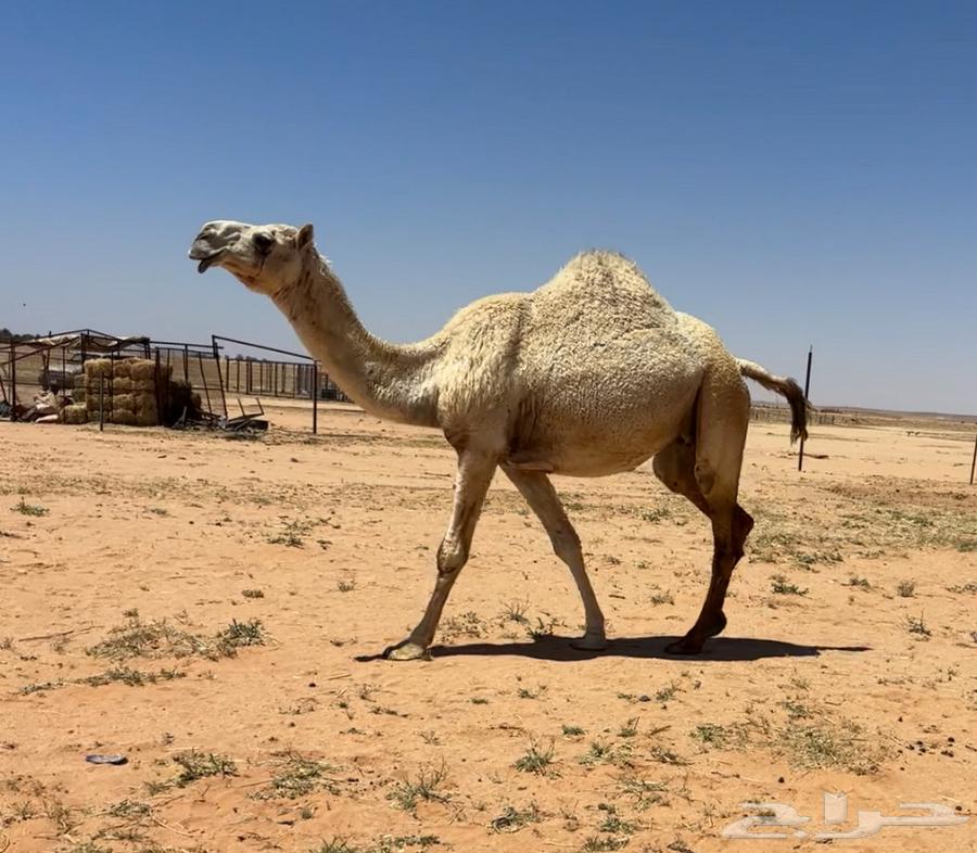 لقحه طيبه63078183777922112